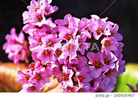 ピンクのヒマラヤユキノシタの花(春、三月) ピンクのヒマラヤユキノシタの花(春、三月) 100830467