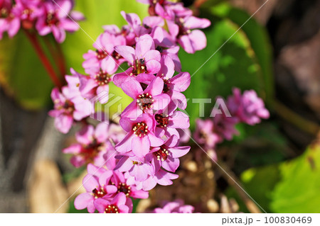 ピンクのヒマラヤユキノシタの花（春、三月） 100830469
