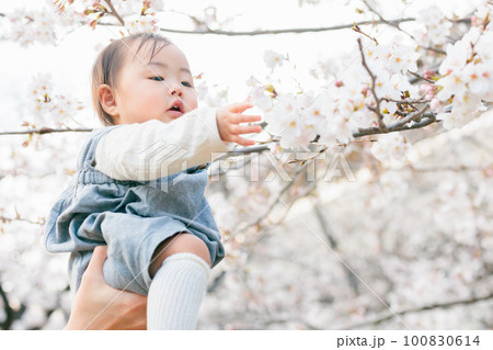 桜の咲く公園で遊ぶ赤ちゃん 100830614