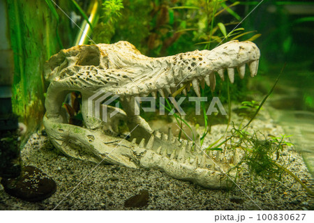 Cropped shot view of the saltwater Crocodile skull. 100830627