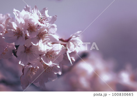 桜の花びら 桜の花びら 100830665