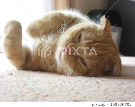 昼寝中の猫 100830703