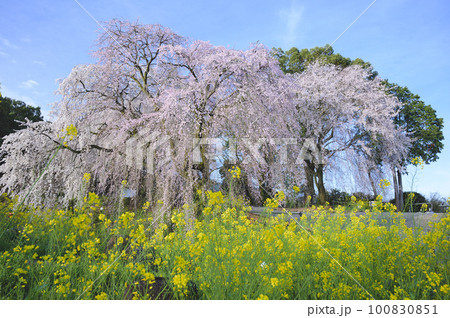 法華原華庭園の枝垂れ桜 法華原華庭園の枝垂れ桜 100830851