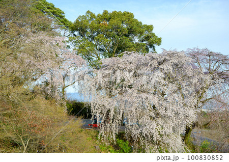 法華原華庭園の枝垂れ桜 法華原華庭園の枝垂れ桜 100830852