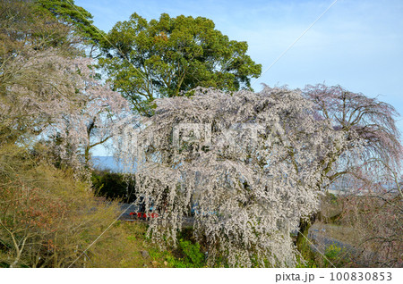 法華原華庭園の枝垂れ桜 法華原華庭園の枝垂れ桜 100830853