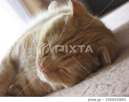 眠る猫 眠る猫 100830860