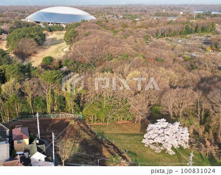 里山の山桜 里山の山桜 100831024