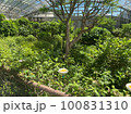 緑のある温室 100831310
