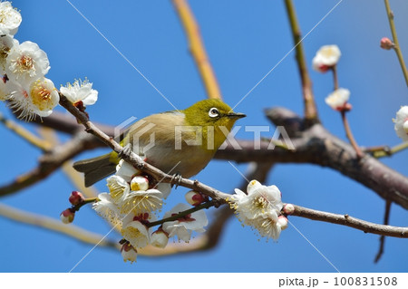 メジロと梅の花 100831508