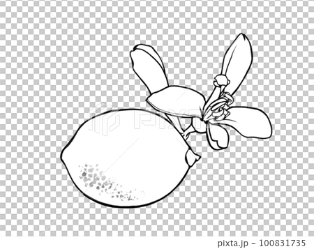Simple lemon and flower line drawing illustration material 100831735