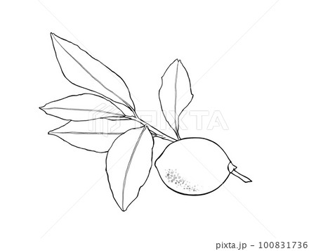 シンプルなレモンと枝葉の線画イラスト素材　 100831736