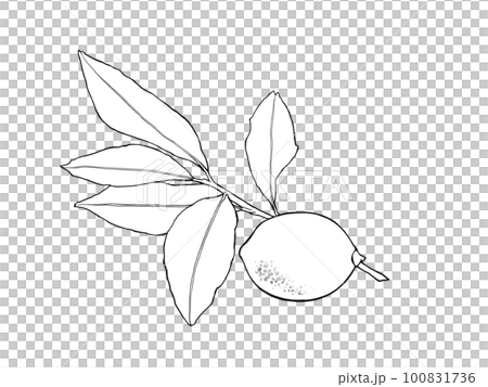 シンプルなレモンと枝葉の線画イラスト素材　 100831736
