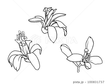 リアルなレモンの花(3種)の線画イラスト素材 リアルなレモンの花(3種)の線画イラスト素材 100831737