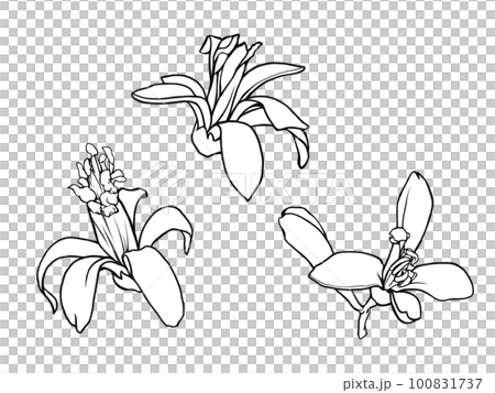 リアルなレモンの花(3種)の線画イラスト素材 リアルなレモンの花(3種)の線画イラスト素材 100831737