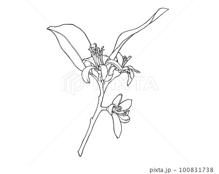 リアルなレモンの花(枝葉あり)の線画イラスト素材 リアルなレモンの花(枝葉あり)の線画イラスト素材 100831738