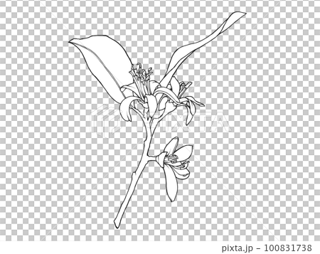 Line drawing illustration material of realistic lemon flower (with branches and leaves) 100831738