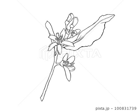 リアルなレモンの花(枝葉あり)の線画イラスト素材 リアルなレモンの花(枝葉あり)の線画イラスト素材 100831739