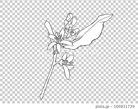 Line drawing illustration material of realistic lemon flower (with branches and leaves) 100831739