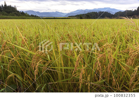 220918上野平z026 100832355