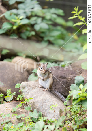 岩場で餌を食べるエゾシマリス 100832654