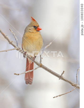 Northern Cardinal female perched on the tree branch, Quebec, Canada Northern Cardinal female perched on the tree branch, Quebec, Canada 100833040