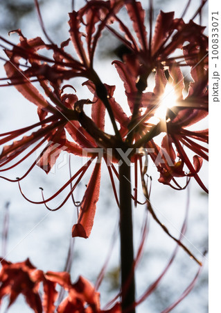 埼玉県吉見町の彼岸花の風景 100833071