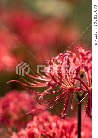 埼玉県吉見町の彼岸花の風景 100833073