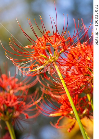 埼玉県吉見町の彼岸花の風景 100833081