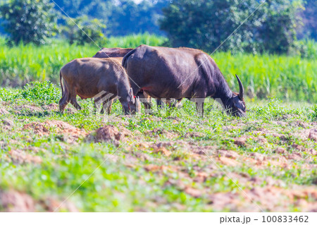 buffalo eating grass 100833462