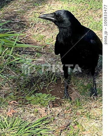 黒い鳥、餌を探すカラス、カラスのクローズアップ、餌を探すハシボソカラス 100833477