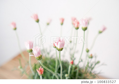 咲きかけのお花 ローダンセマム 咲きかけのお花 ローダンセマム 100833527