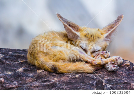 small fennec fox sleeping 100833604