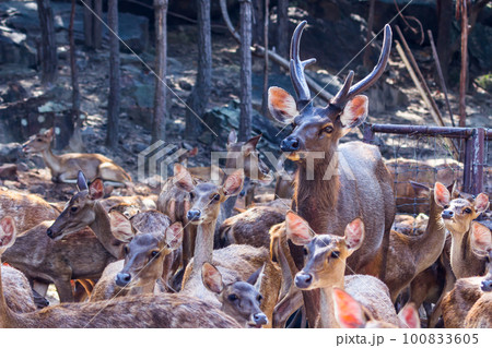 antler of mule deer buck antler of mule deer buck 100833605