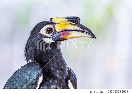 Great hornbill, close up Great hornbill, close up 100833608