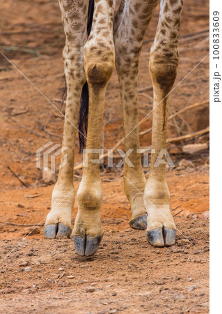Foot Masai giraffe Foot Masai giraffe 100833609