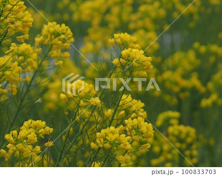柔らかな菜の花の色 柔らかな菜の花の色 100833703