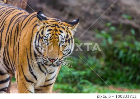 Tiger face Tiger face 100833713