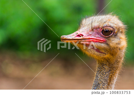 Ostrich head closeup Ostrich head closeup 100833753