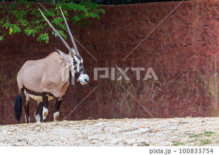 Gemsbok antelope (Oryx gazella) deer Gemsbok antelope (Oryx gazella) deer 100833754