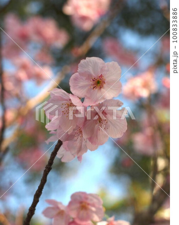 春空と満開のサクラの枝(公園の陽光桜の枝) 春空と満開のサクラの枝(公園の陽光桜の枝) 100833886