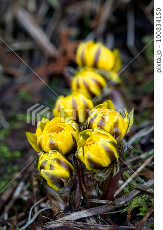 早春の妖精 フクジュソウ　撮影地：岐阜県高山市朝日町 100834150