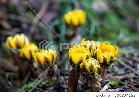 早春の妖精 フクジュソウ　撮影地：岐阜県高山市朝日町 100834153