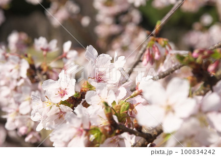春の日差しを浴びて輝く満開の桜 春の日差しを浴びて輝く満開の桜 100834242