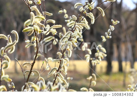 春の風景　猫柳（ねこやなぎ） 100834302