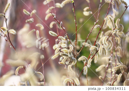 春の風景　猫柳（ねこやなぎ） 100834311