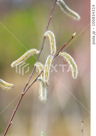春の風景　猫柳（ねこやなぎ） 100834314