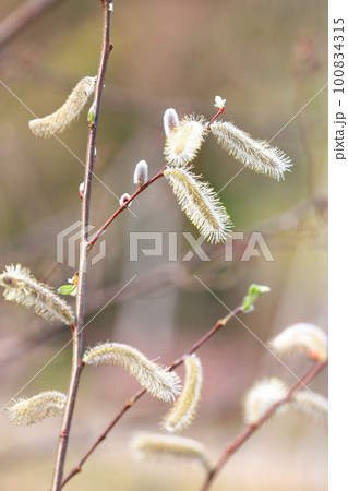 春の風景 猫柳(ねこやなぎ) 春の風景 猫柳(ねこやなぎ) 100834315