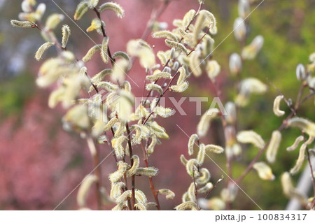 春の風景　猫柳（ねこやなぎ） 100834317