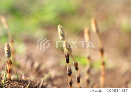 伸びてきた土筆（つくし） 100834487