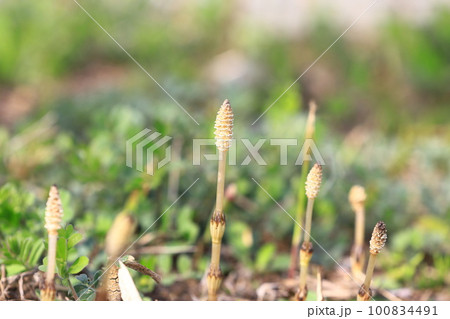 伸びてきた土筆（つくし） 100834491